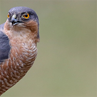 Sparrowhawk pose